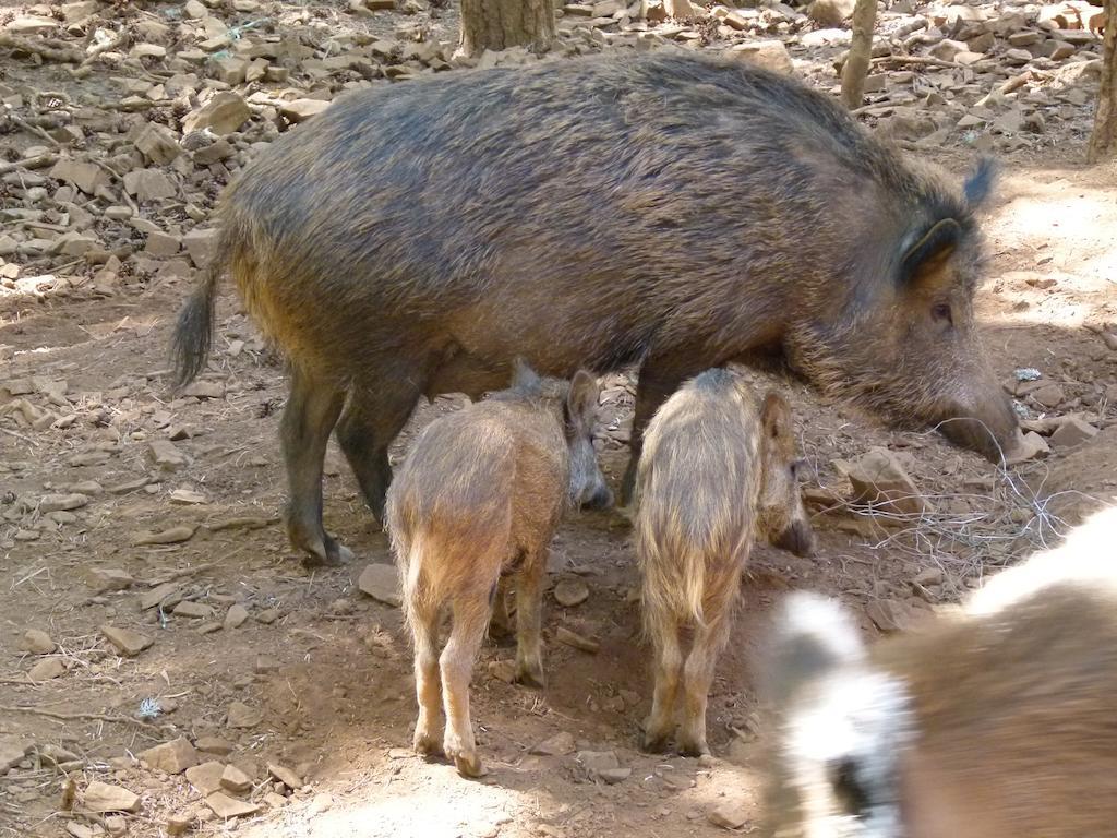 Parque Biologico De Vinhais Kültér fotó